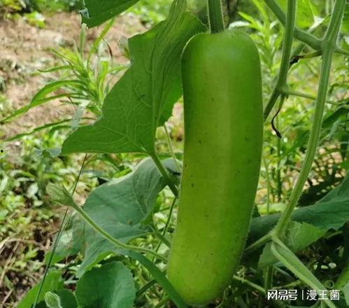 以前吃瓜和最近吃瓜的区别,吃瓜文化的演变与变迁