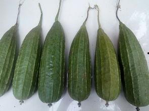 不用谢 吃瓜,轻松“吃瓜”乐无边