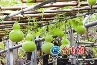 坐月子吃葫芦瓜,葫芦瓜的营养与食用指南