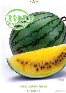 世界吃瓜排行,揭秘各国瓜果美食文化