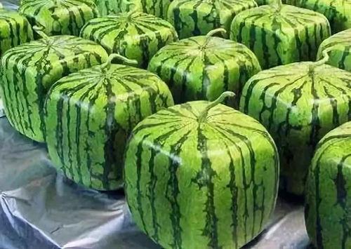 吃瓜多种意思,从娱乐八卦到生活哲学