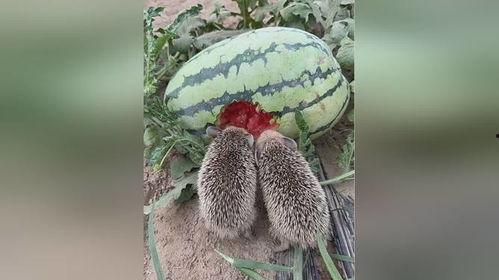 吃瓜园视频,一场视觉盛宴的幕后故事