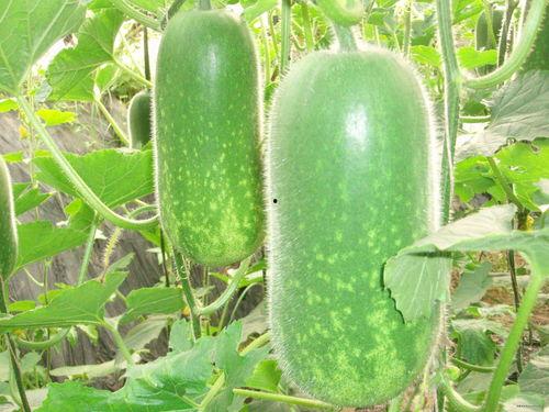 洛杉矶无聊吃瓜视频大全,趣味盎然的无聊吃瓜视频大盘点