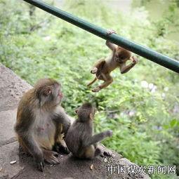 吃瓜母猴,揭秘猴界“网红”的趣味生活