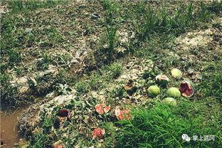 武冈黄色吃瓜,探寻武冈黄色吃瓜背后的文化魅力