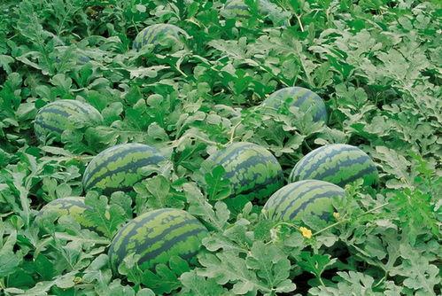 瓜弟的小基地吃瓜群,揭秘吃瓜群的热闹日常