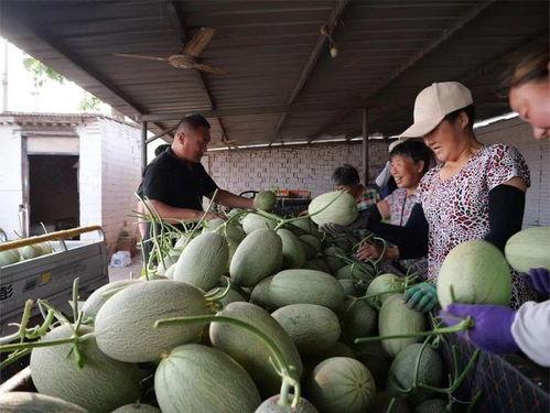 和睦吃瓜,吃瓜群众的欢乐盛宴