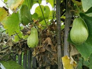 耳朵吃瓜图,揭秘娱乐圈幕后真相