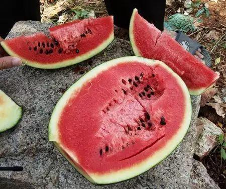 吃瓜神器中源,带你领略美食与娱乐的完美融合