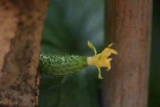 烟火吃瓜,揭秘烟花背后的故事